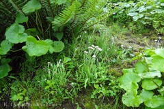 Anaphalis triplinervis